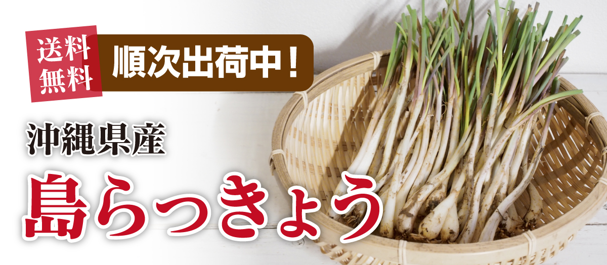 沖縄県産島らっきょう