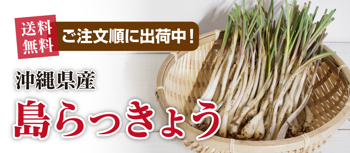 沖縄県産島らっきょう
