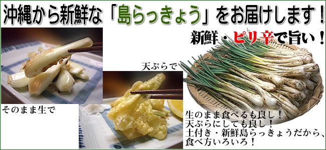 沖縄県産島らっきょう