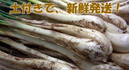 沖縄県産島らっきょう